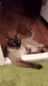 Помогите найти Кота!!!