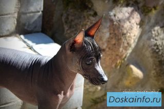 Питомник FCI/РКФ Лиманнер Гранд