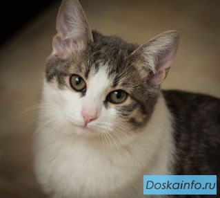 Совершенно необыкновенный котик Штирлиц, 5,5 месяца