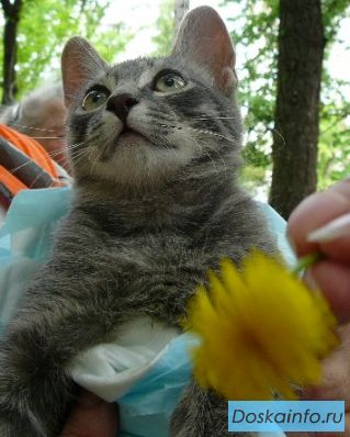 Дымчатый котеночек в дар