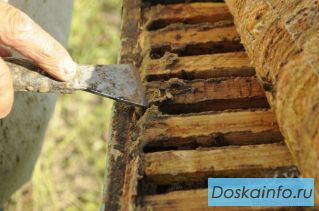 Продажа меда и пчелопродуктов с личной пасеки 