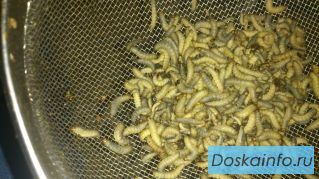 Личинки восковой моли