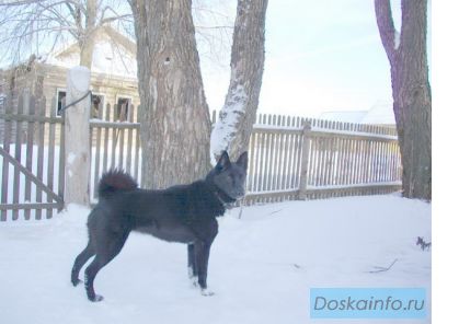 Щенки русско европейской лайки