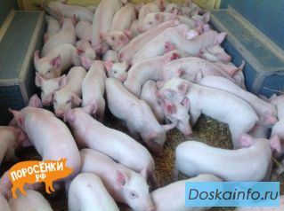 Мясные породы свиней