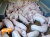 Мясные породы свиней