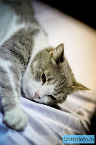 Кошка Юля