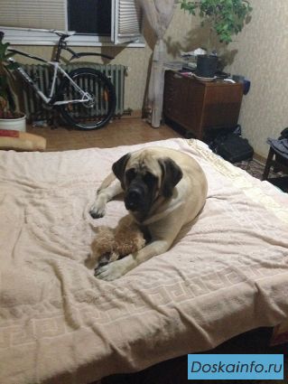 Продам щенка английского мастифа