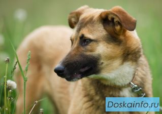Небольшая годовалая собачка Злата в дар