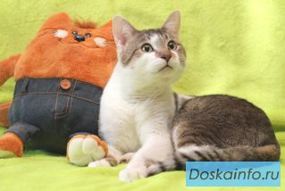 Отдам в добрые руки ласкового, молодого кота Сёму!