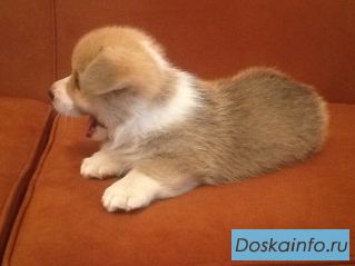 Вельш корги пемброк от титулованных родителей!