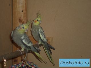 Продам