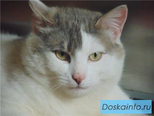 Милый кот Степан