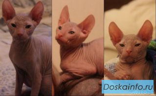 Котята донского сфинкса