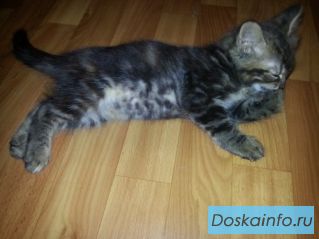 Отдам котят