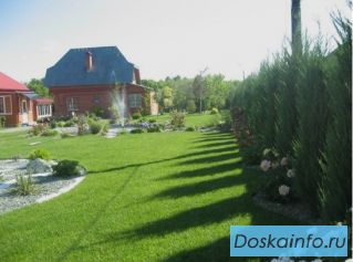 Устройство и посадка газона