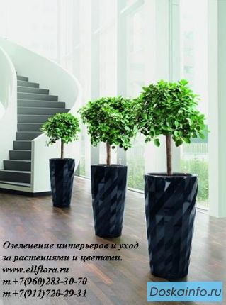Озеленение интерьеров, цветы, растения в офис.