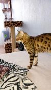 ПРОПАЛ КОТИК