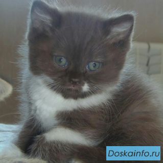 Мальчик британец