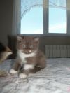 Уменьшенная картинка