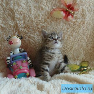 Девочка британка