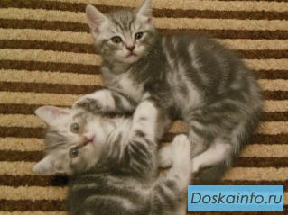 Два котенка (мальчики) британцы. 