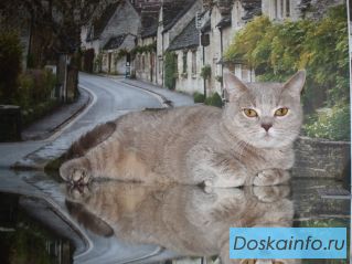 Кошка Марта. Британка.