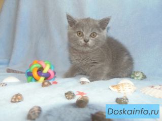 Котята британцы.