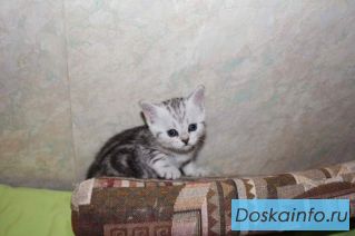 Продаются котятки скоттиш-страйт и          скоттиш-фолд