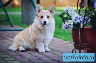 Щенки Вельш                Корги        Пемброк