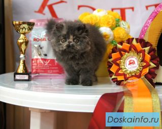Котята персидские и экзотические