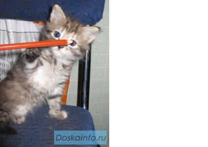 Сибирские котята