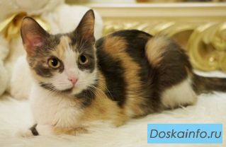 Неземная кошка Варя ищет хозяев! 