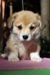 Элитные Щенки вельш              корги пемброк