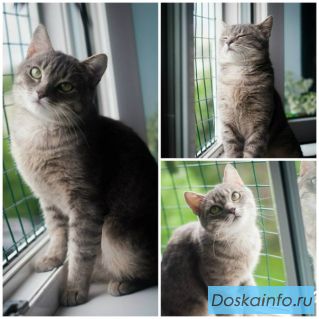 Котик Дыма ищет дом