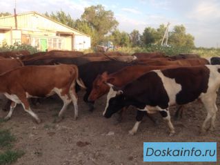 Продам Молочные породы коров