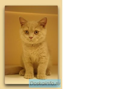 Британский котик окраса фавн