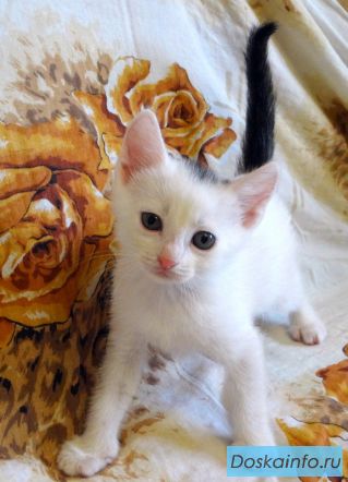 Озорные котята в умные и добрые руки!
