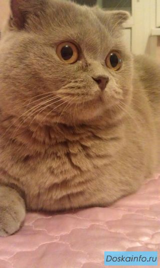 Кошечка ищет новую хозяйку