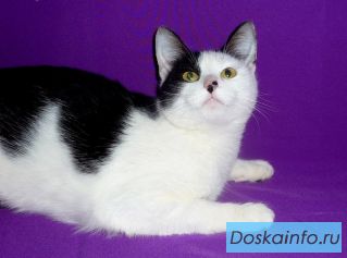 Котенок-подросток Дусенька в дар