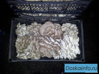 Продажа грибов вешенка в Александровск-Сахалинском