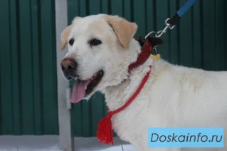 Кобель ЛаброАлабая Оскар в добрые руки.