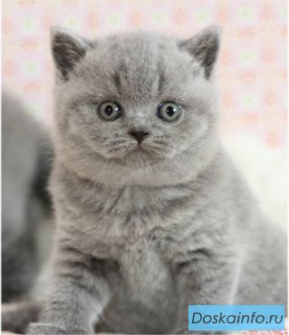 Элитные британские котята