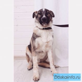 Нил и Нэл:: близнецы-братья в дар