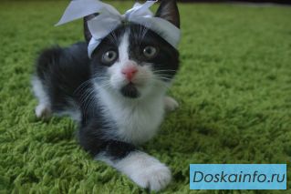Котёнок в дар! Шанель №4.