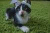 Котёнок в дар! Шанель №4.