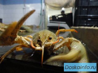 Живые раки в розницу       . Огромный ассортимент