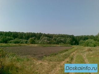 Тыква с бахчи. Дешево.