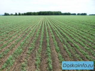 Куплю или возьму в аренду земли сх назначения в Курской обл., Орловской обл. , Липецкая обл., Тульс