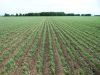 Куплю или возьму в аренду земли сх назначения в Курской обл., Орловской обл. , Липецкая обл., Тульс