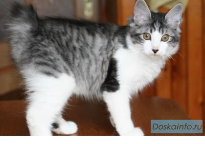 Великолепные котята курильского бобтейла